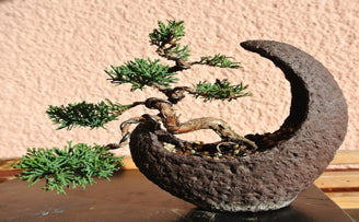 bonsai tree accessories