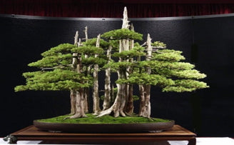 grow a bonsai tree