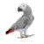 african grey