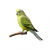 parakeets