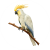 cockatoo