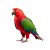 eclectus