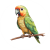 green cheek conures