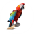 macaw