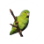 parrotlet