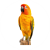 sun conures