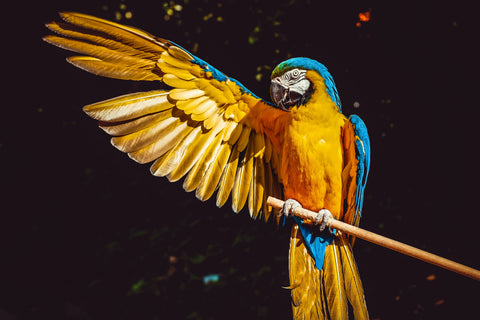 macaw perching