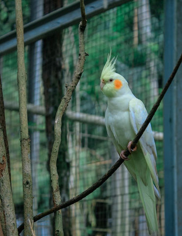 cockatiel in cage