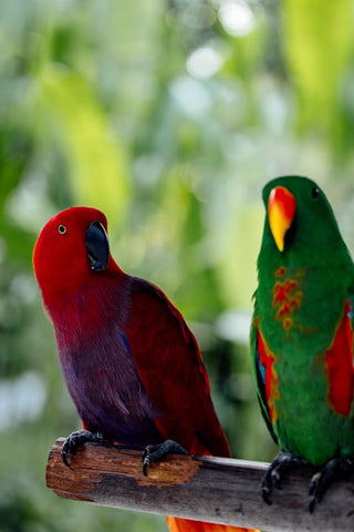 two eclectus