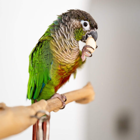 What Factors Should GrapeGrower Consider Before Buying Bird