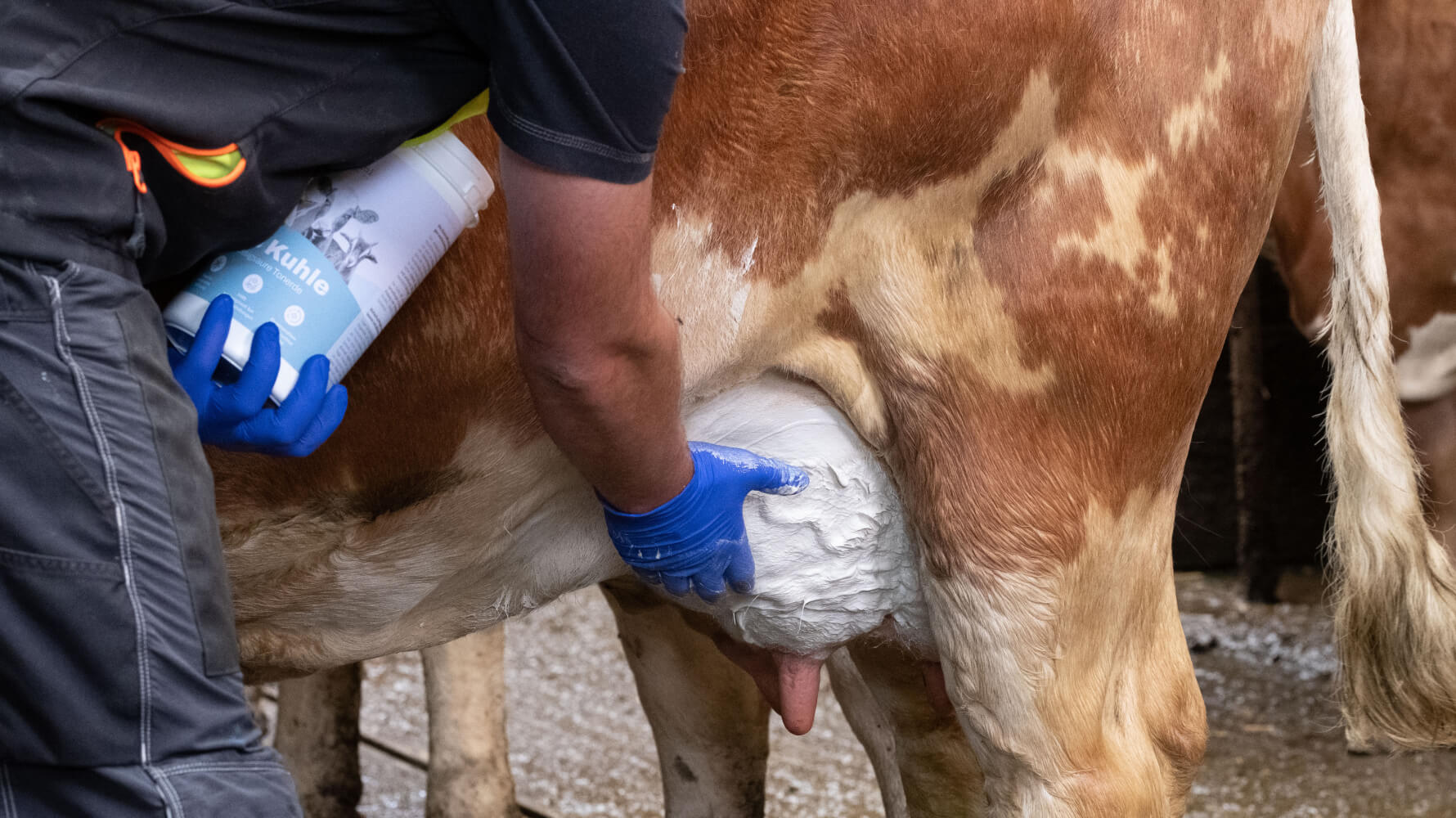 Landwirt-Milchbauer-wendet-Die-Kuhle-essigsaure-Tonerde-bei-Euterentzündung-an-PecuVital