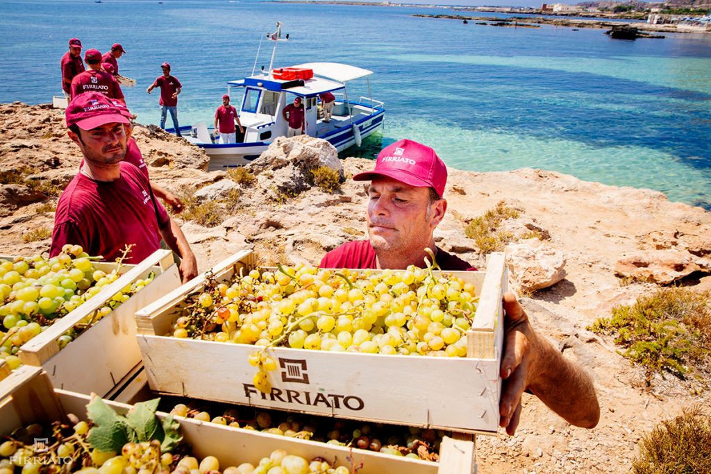 地中海の海岸でブドウの積み下ろしを行う人々