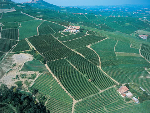 上空から撮影したブドウ畑