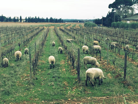 ぶどう畑にかわいらしい羊が放たれている様子の写真