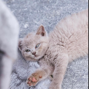 lilac british shorthair