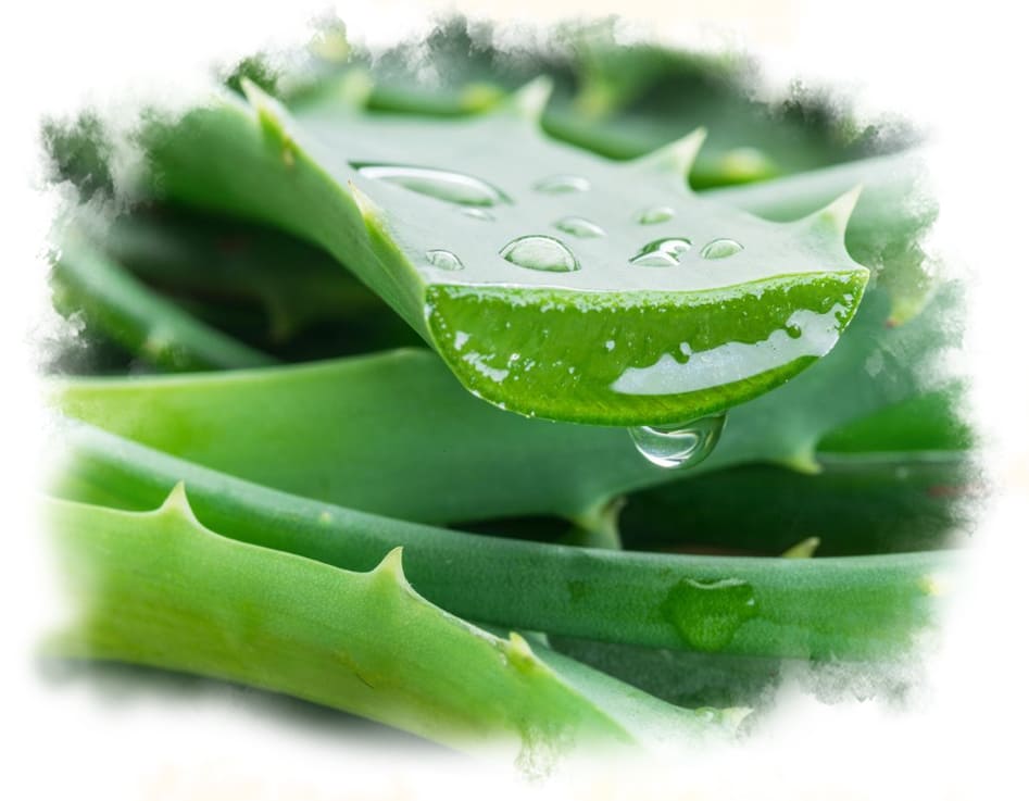 Aloe vera (Aloe barbadensis miller)