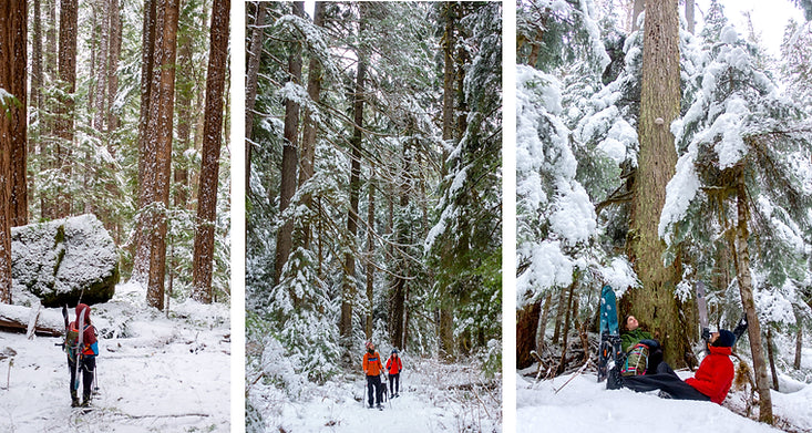 Discovering Strathcona Park