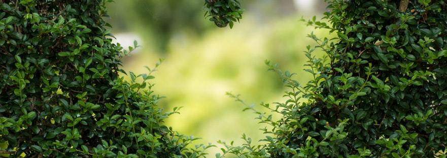 A green bush neatly trimmed in a garden