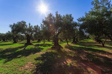 calabria olive grove