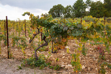 espalier grape