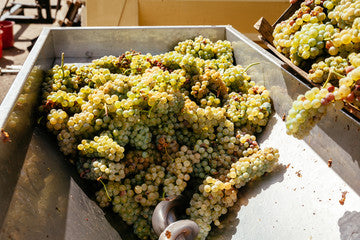 moscato wine of saracena