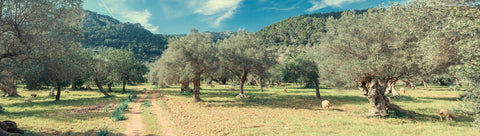 olive grove italy