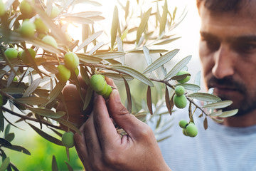 olive harvest