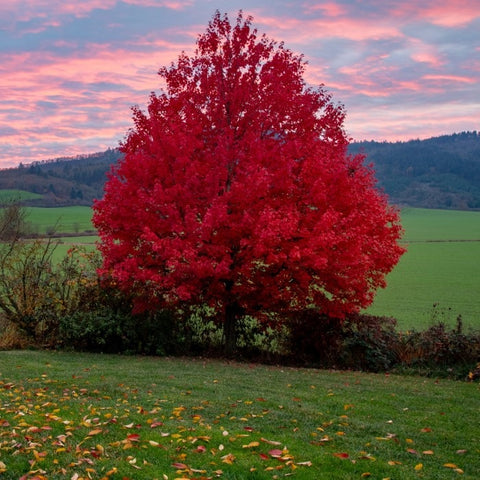 Almanac Planting Co Autumn Blaze® Maple (Acer × freemanii ‘Jeffersred’). The tree is growing in a field in the fall. It's covered in vivid red leaves. The background is a sunset.