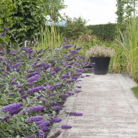 Garden pathway lined with Proven Winners' Buddleia 'Lo & Behold Blue Chip', butterfly bush variety retailed by Almanac Planting Co, showcasing intense purple blooms.