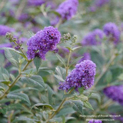 Close-up of Proven Winners' butterfly bush, Buddleia 'Lo & Behold Blue Chip', with intricate purple clusters, available at Almanac Planting Co, against green leaves.