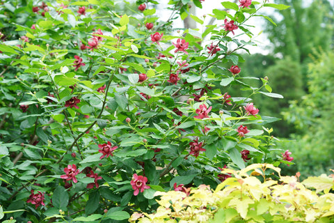 Deep red magnolia-like blooms of Calycanthus Aphrodite contrasting with verdant leaves, presented by Proven Winners at Almanac Planting Co.