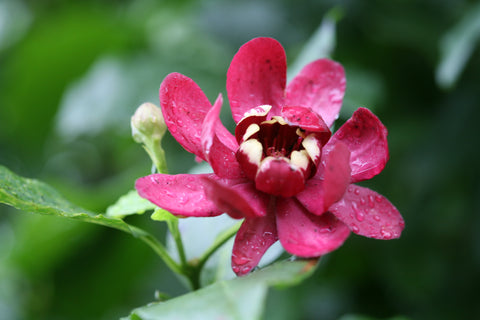Detailed image of a Calycanthus Aphrodite flower with deep red magnolia-like petals with a kiss of yellow in the unopened center, adorned with morning dew, from Proven Winners at Almanac Planting Co.