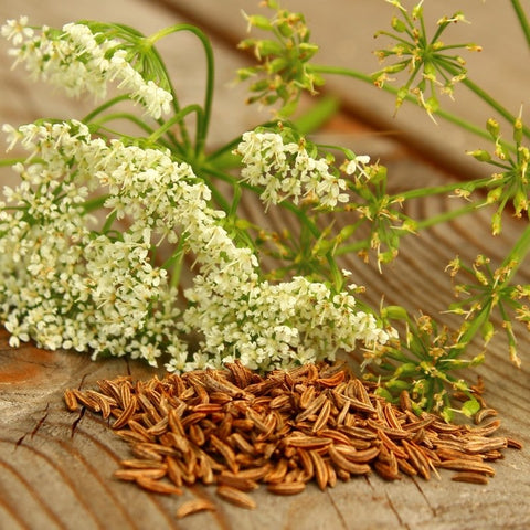 Almanac Planting Co Cumin (Cuminum cyminum). A pile of dried cumin seeds in front of a blooming cumin flower and an empty cumin flower.