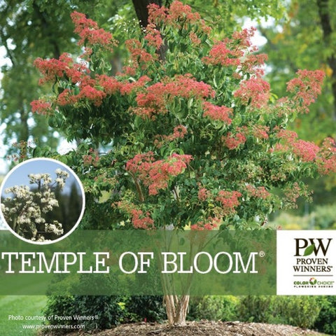 Temple of Bloom Seven Son Flower with Proven Winners Logo and Plant Name