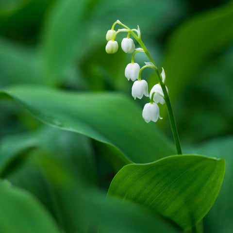 Planting And Caring For Lily Of The Valley (Convallaria majalis