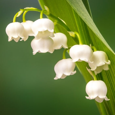 Almanac Planting Lily of the Valley (Convallaria majalis) close up shot of white bell-shaped flowers