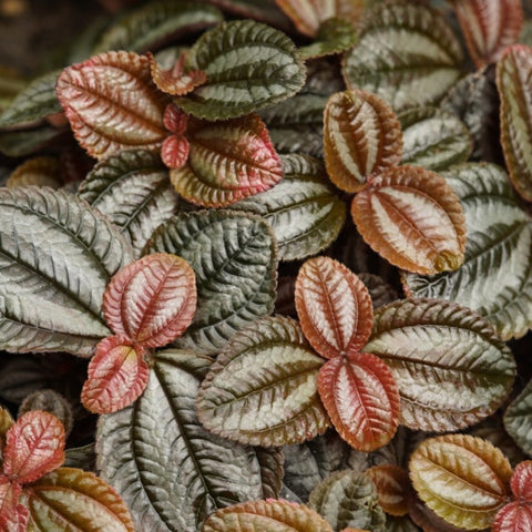 Almanac Planting Co: Norfolk Pilea (Pilea involucrata ‘Norfolk’). A bunch of deeply veined leaves with shades of red, green, and charcoal.