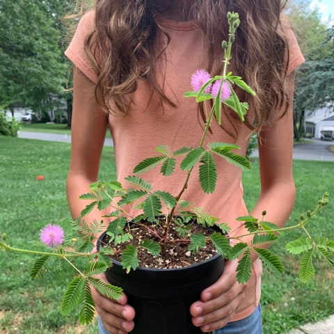 Almanac Planting Co Sensitive Plant (Mimosa pudica) planted in a 6" grow pot and being held up outdoors against a grassy backdrop.