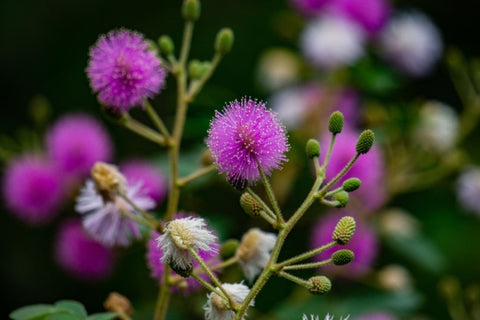 Almanac Planting Co Sensitive Plant (Mimosa pudica) in Flower. The blooms are purple and puffy.