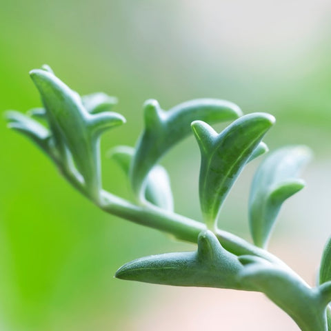 Almanac Planting Co String of Dolphins Plant (Senecio peregrinus). A close up of the light green, evergreen foliage that's shaped like a dolphin.