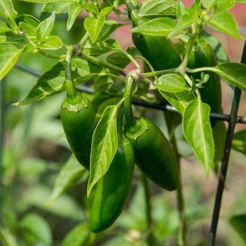 Almanac Planting Jalapeno M Hot Pepper Plant (Capsicum annuum) Growing On A Plant