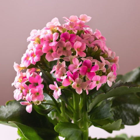 Almanac Planting Kalanchoe Plant (Kalanchoe blossfeldiana) Pink Flower 6" Pot