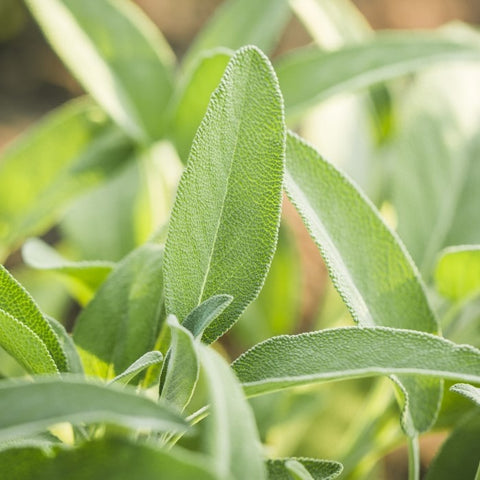 Almanac Planting Broadleaf Sage Leaves