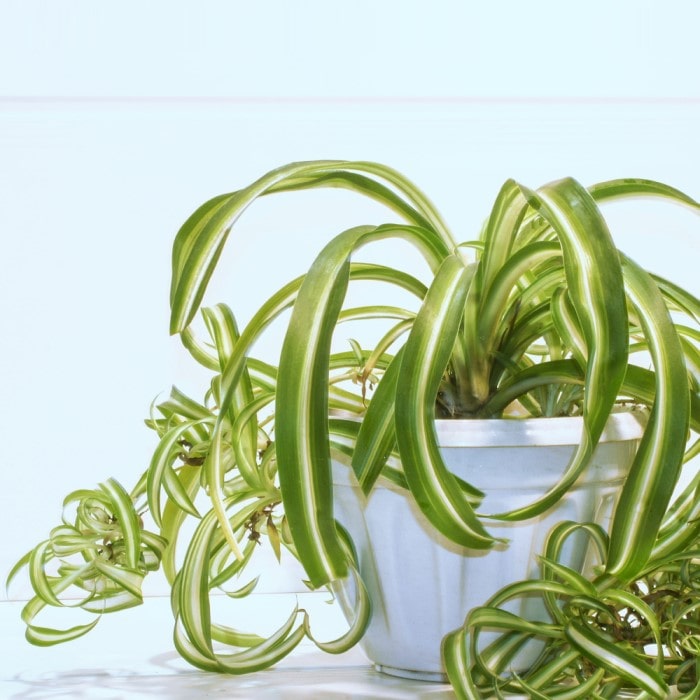 Spider Plant  Chlorophytum comosum 'Irish' – Almanac Planting Co