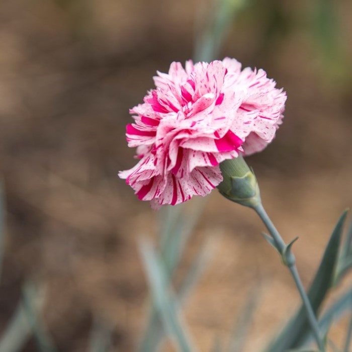 Double Scoop™ Cranberry Coneflower