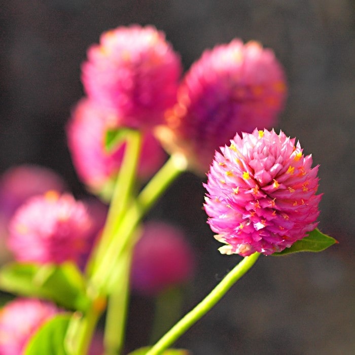 Mt. Cuba Center  Echinacea 'Balscanery' (DOUBLE SCOOP™ Cranberry