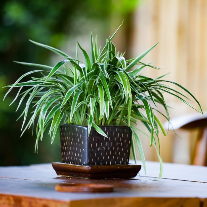 Curly Spider Plants, Chlorophytum comosum 'Bonnie' — The Tender Gardener