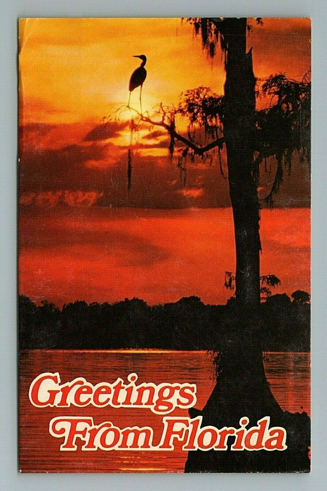 Greetings from Florida FL Postcard