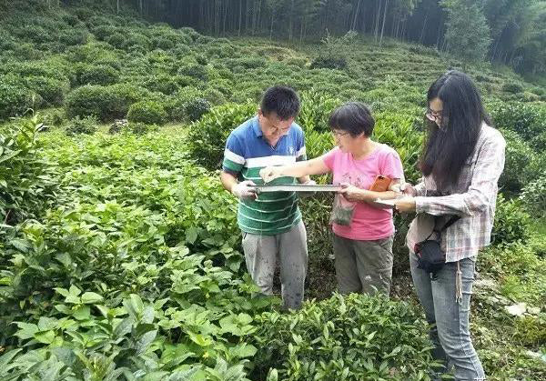 Da Zhang Mountain Wild Arbor Black Tea of Jiangxi u2013 Yunnan 