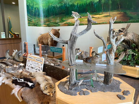 Big Bear Discovery Center museum exhibits